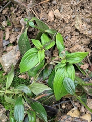 Oldenlandia mellii