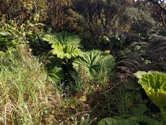 Gunnera petaloidea