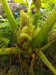 Gunnera petaloidea
