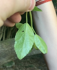 Aristotelia chilensis