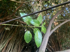 Aristotelia chilensis