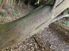 Aristotelia chilensis