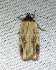 Agonopterix atrodorsella