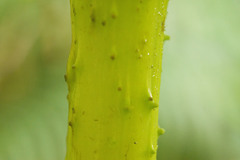 Gunnera petaloidea