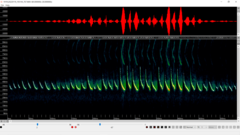 Lasiurus intermedius
