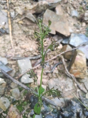 Oldenlandia mellii