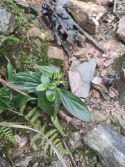 Oldenlandia mellii