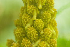Gunnera petaloidea
