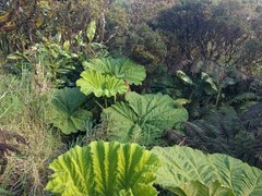 Gunnera petaloidea