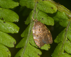 Acleris zimmermani