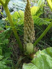 Gunnera petaloidea
