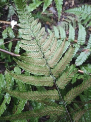 Diplazium mettenianum