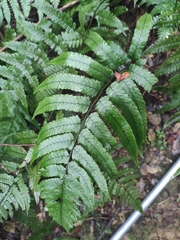 Diplazium mettenianum