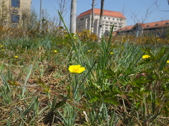 Potentilla flagellaris