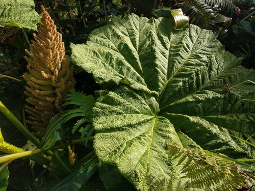 Haha (Gunnera petaloidea)