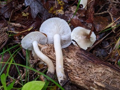 Hygrophorus occidentalis