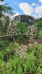 Sparattanthelium botocudorum