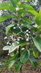 Sparattanthelium botocudorum