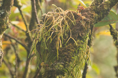 Phlegmariurus verticillatus