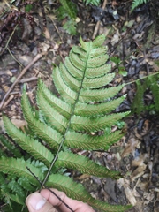 Diplazium mettenianum
