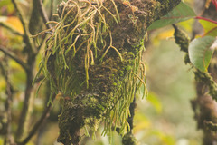 Phlegmariurus verticillatus