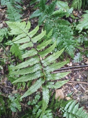Diplazium mettenianum