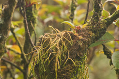 Phlegmariurus verticillatus