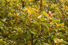 Perrottetia sandwicensis
