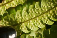 Dryopteris fuscoatra