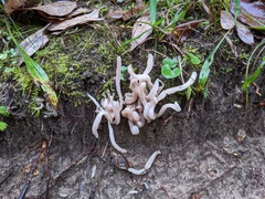 Clavaria rubicundula