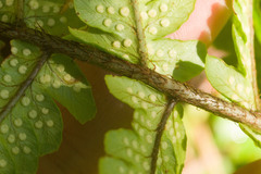 Dryopteris fuscoatra