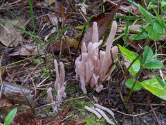 Clavaria rubicundula