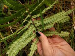 Dryopteris fuscoatra