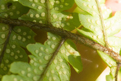 Dryopteris fuscoatra