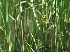 Bolboschoenus planiculmis