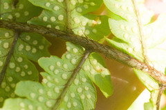 Dryopteris fuscoatra