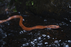 Oreocryptophis porphyraceus vaillanti
