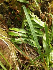 Dryopteris fuscoatra