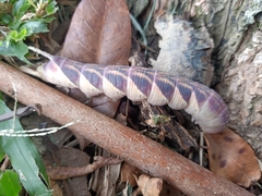 Psilogramma discistriga