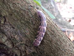 Psilogramma discistriga