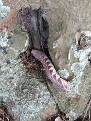 Psilogramma discistriga