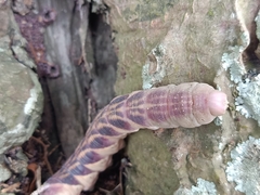 Psilogramma discistriga