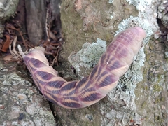 Psilogramma discistriga