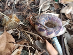 Psilogramma discistriga