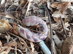 Psilogramma discistriga