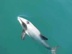 Hector's Dolphin photo 5