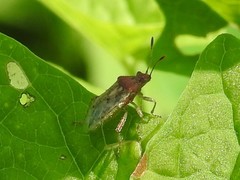 Arhyssus lateralis
