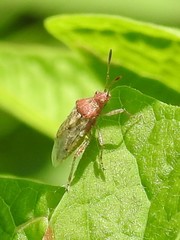 Arhyssus lateralis