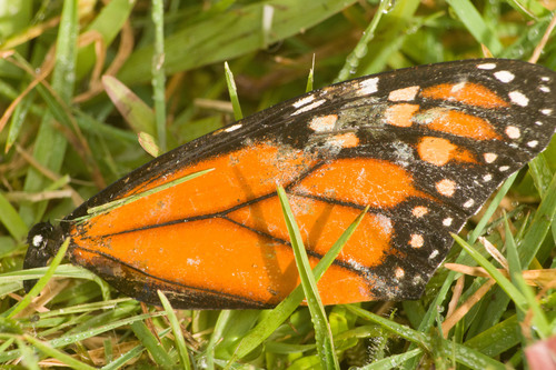 Monarch photographed in Hawaii