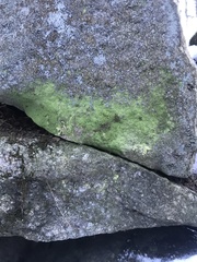 Psilolechia